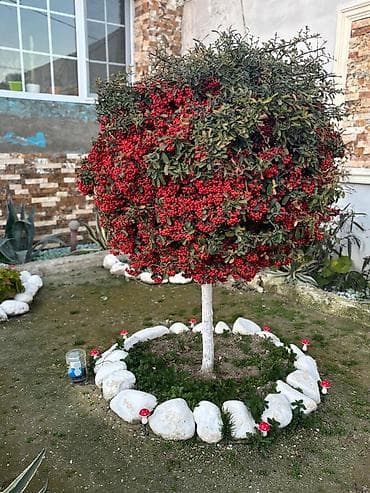 dibcek gulleri satisi instagram: Pyrakantha (atəş tikanı) dekorativ ağac – sıx qırmızı giləmeyvəli — 3