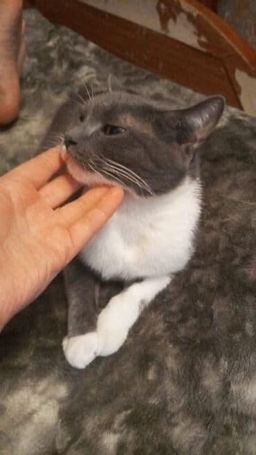 pişik əşyaları: Tabbi, Dişi — 6