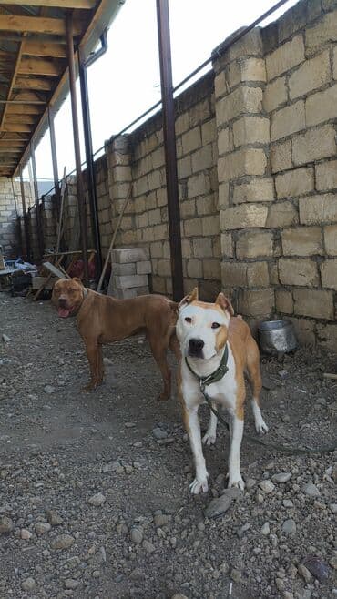 xacmaz heyvan bazari: Pitbul, 1 il, Erkek, Ünvandan götürmə, Ödənişli çatdırılma — 4