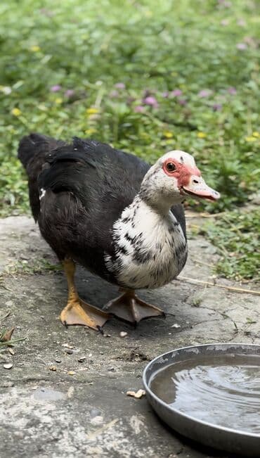yarasa yuvası qiymeti: Muscovy ördəyi (indoutka) – qarışıq qara-ağ lələklər, qırmızı karnizli — 5