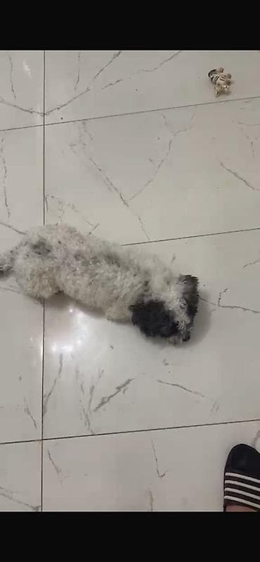 Pudel, 3 il, Erkek, Peyvəndli, Ünvandan götürmə — 4