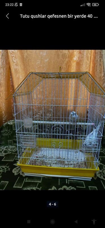 купить клетку для морской свинки: 055 631 66 90 bu nörə ilə zəng vurun Məhsul: 2 ədəd — 2