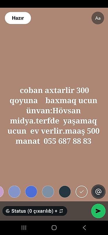 gence vakansiya: Vakansiya: Çoban - İş: 300 qoyuna baxmaq - Ünvan: Hövsan (Midya — 1