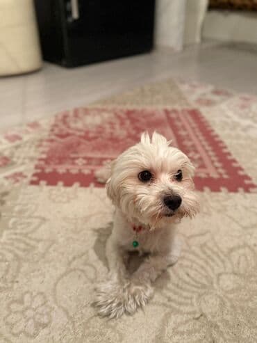 породистые собаки в добрые руки: Malta bolonka, 2 il, Dişi, Sənədli — 2