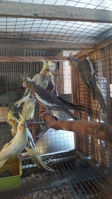 danişan quş: Salam bayram endi̇ri̇mləri̇ davam edi̇r . Bi̇ldi̇rmək i̇stərdi̇mki̇ — 7