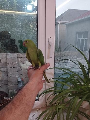 qus: Növ: Yaşıl tutuquşu (kiçik ölçülü, uzun quyruqlu) Rəng: Parlaq yaşıl — 2