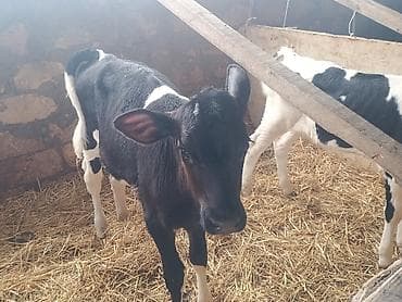 Salam 3 bas buzovdu 2 si erker 1 ri disi hamsi sort ineklerin