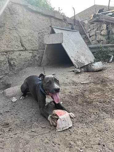 heyvan it: Pitbul — 5