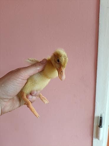 ördək balası: Ördək balaları 1.30 yaşılbaş və pekin ördək balaları . 1 həftəlikdir — 1