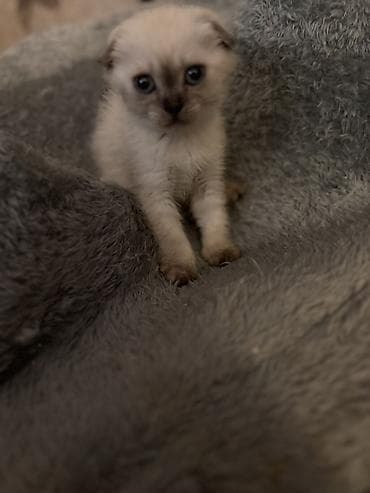 cat: Dişi, Yaxşı əllərə, Ödənişli çatdırılma — 4