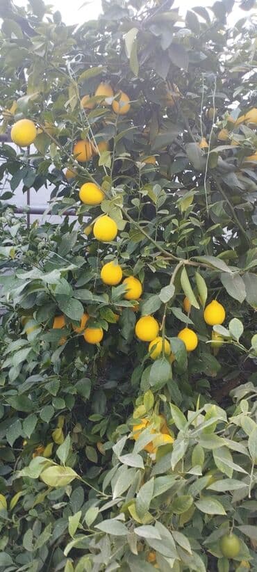 limon yagi qiymeti: Məhsul: Bağdan təzə yığılmış limon - Sort: sarı rəngli, ətli və — 3