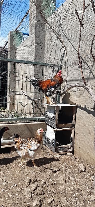 xoruzdar: Salam, ozum boyutduyum tam saglam heyvanlardi xoruzlarin biri — 5