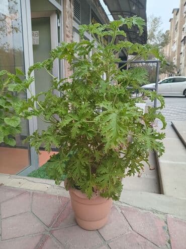 gül ləçəkləri: Saksıda dekorativ bitkilər paketi - Saksı 1: Geniş ağ kvadrat qabda — 6