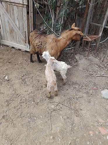 Məhsul: Ana keçi və iki bala Təsvir: - Şəkillərdə ana keçi və yanında