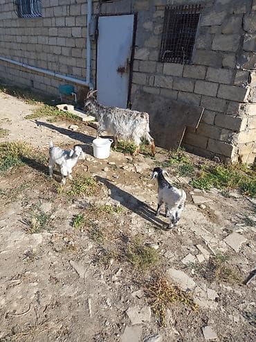 keçi satışı: Keci satilir ekiz balalar ile Unvan Ceyranvatan tam saqlam heyvanlardi — 2