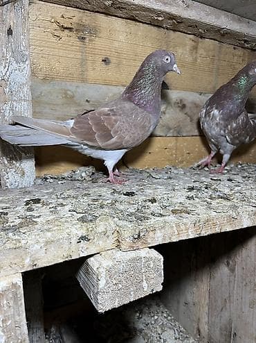 tutuquşu show jumbo: Morlar ikiside çıplaq mayalardi.Qiymet ikisine aiddi tek tek biri 10m — 4