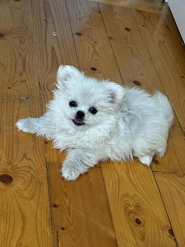 itlerin cutlesdirilmesi: Pekines, 1 ay, Dişi, Peyvəndli, Ödənişli çatdırılma — 1