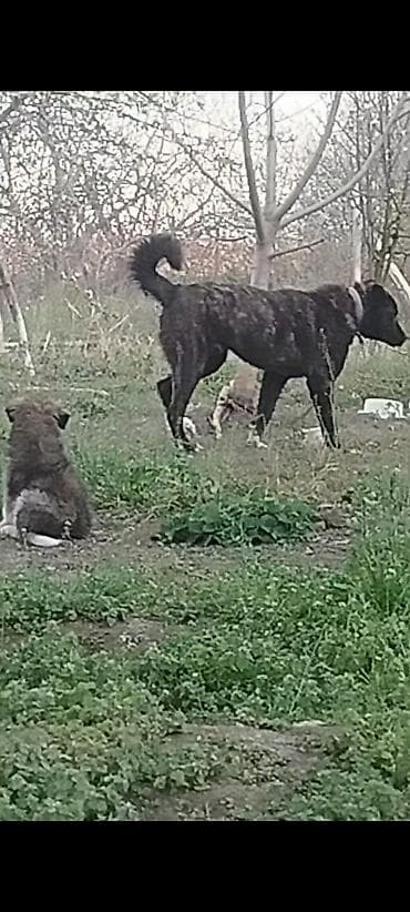 doyuş itleri: İt – iri cüssəli, qara-qəhvəyi rəngli, sinəsində ağ ləkəsi olan, güclü — 5