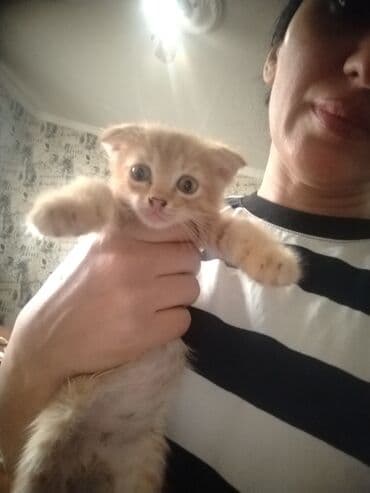 возьму собаку в хорошие руки: Кошки — 1