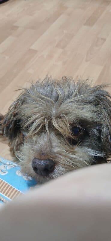 coban it adlari: 4 il, Erkek, Peyvəndli, Ünvandan götürmə — 2