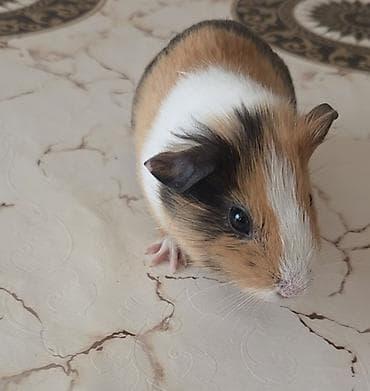 alabay itleri satisi: Ev heyvanı – Deguinea donuzu (cücərilmiş “Guin Xüsusiyyətlər: - Rəng — 4