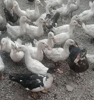 süd sağan aparat inək: Satılır: ördək və muskovi ördək (hind-ördəyi) sürüsü - Növ: ağ yerli — 2