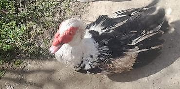 akvaryum bitki: Lal ördək 1yasi var erkəyi, 4+kg çəkisi varson giymeti — 2