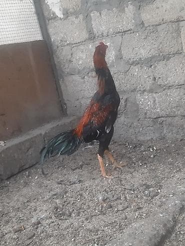 heyvanlar: Salam heyrati tam saqlam heyvandir 10 ayliqdir turk sortudur. whatcap — 4