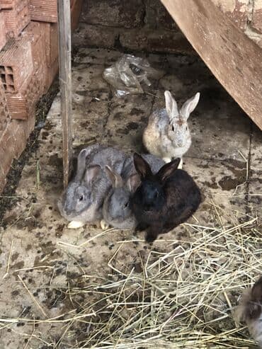 ereb dovşanı: Satlir tək və şəkidə 150 azn — 2