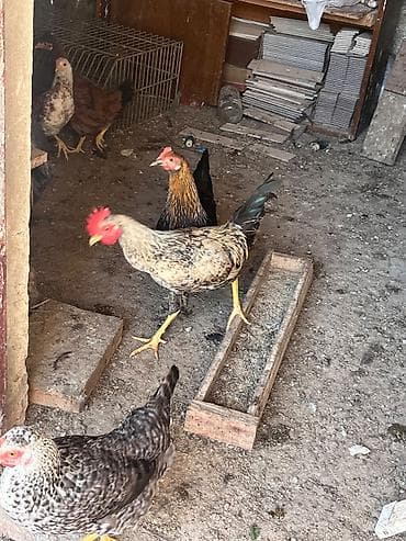 qus satisi: İlk günündən özüm böyütdüyüm heyvanlardi hər biri sağlamdir fərələr — 10