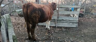 qaz balalari satilir: İki aylig boqazdi yoxlanib . Sudu hal hazirda 18 20 litr. Teze doğanda — 2