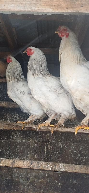 ucuz ev iti: Toyuq, Brama, Damazlıq — 3