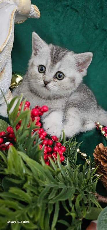 pişiy adları: Qızıl şinşilla, Erkək, Dişi, Ünvandan götürmə — 6