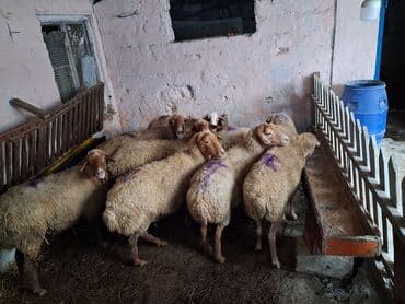 cins ineklerin satisi 2018: T — 4