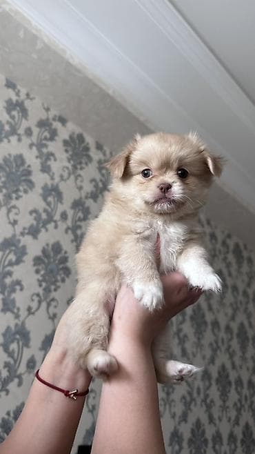 Quşlar: Mətn: Balaca it balaları(Pomerianskiy wpic+Korolevskiy pekenes) - — 7