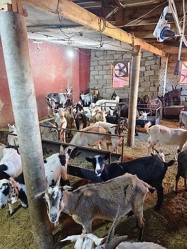 kecı: Heyvandarlıq üçün keçilər sürüsü - Növlər: müxtəlif rəng və cinsli — 9