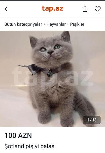 ağ şotland: Şotland — 4