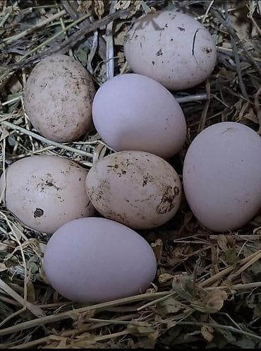 yumurta kaseti: Ev yumurtasi tebii otlayirlar yumurtalar iri mayaliqda 30 qepiye — 2