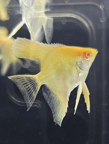 bala pitbul: Mələk balığı (skalyari), Sülhsevər — 1