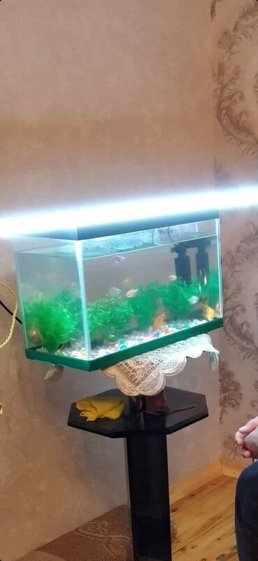 Dördbucaq akvarium, Boş, 5 l