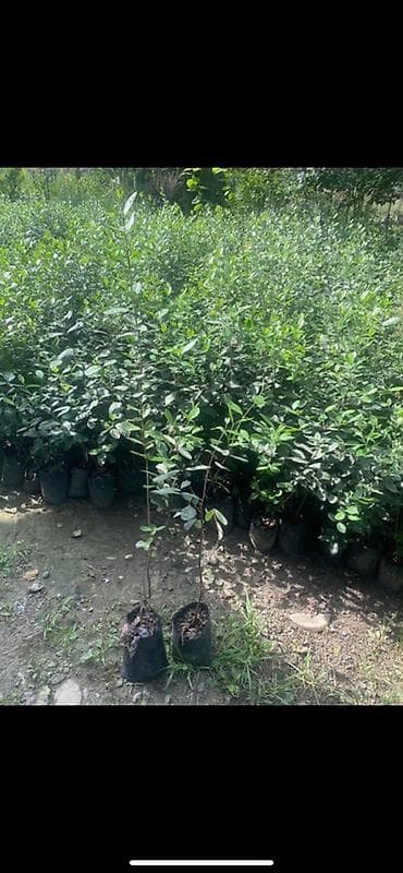 Feyxoa ağacları dibçeyde hazır ekilmiş boy 80sm 1 metr rayonlara