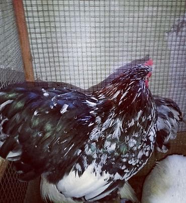 rahibə toyuqu: Toyuq, Liqorin, Damazlıq, Ünvandan götürmə — 1