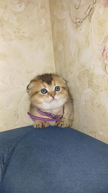 pişik pulsuz: Şotland yastı qulaq, Erkək, Dişi, Yaxşı əllərə, Ünvandan götürmə, Pulsuz çatdırılma, Ödənişli çatdırılma — 2