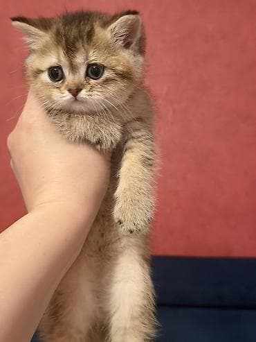 heyvan qirxan: Britan — 4