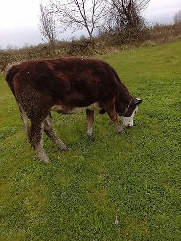 bala itlerin satisi: Hereford tipli dana – otlaqda saxlanılır. - Rəng: tünd qəhvəyi bədən — 6