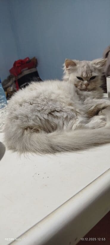 şınşıla: Pişiy satıram 1 yaşı var 22.10.2024 il den anadan olub satıram 100 — 3