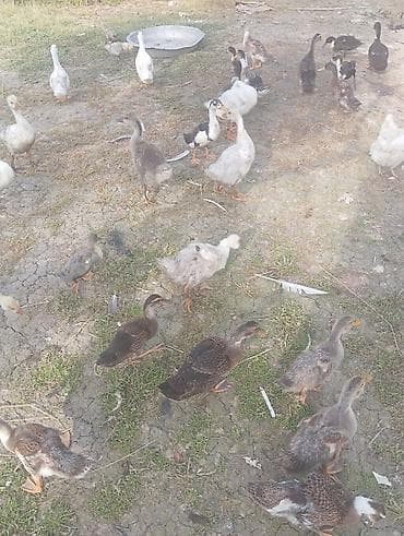 macar ördek: 3 aylıq və sağlam ördək və qaz balaları (cəmi müxtəlif rəng və ləkəli — 8