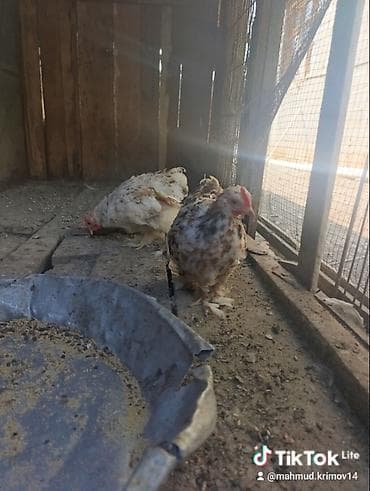 papuqay type 1: Koxin beçələr 5 aylıqdılar qiymət birinə aiddi sağlamdılar — 4