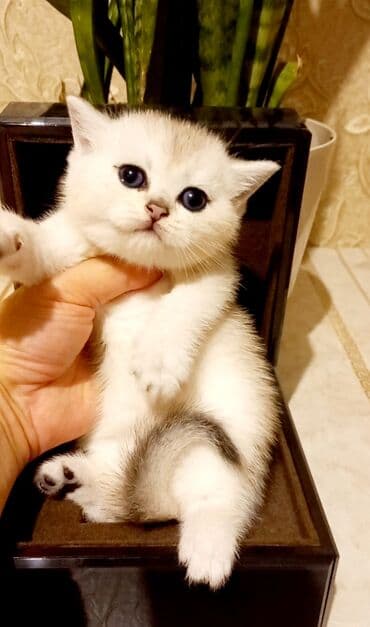 pişik adı: Britan, Erkək, Dişi, Yaxşı əllərə, Ünvandan götürmə — 7