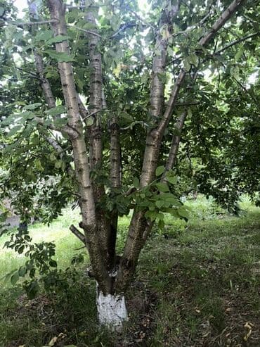 ismayıllı kirayə evlər: Для сельского хозяйства, Купчая — 19